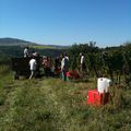 Mes premières vendanges !