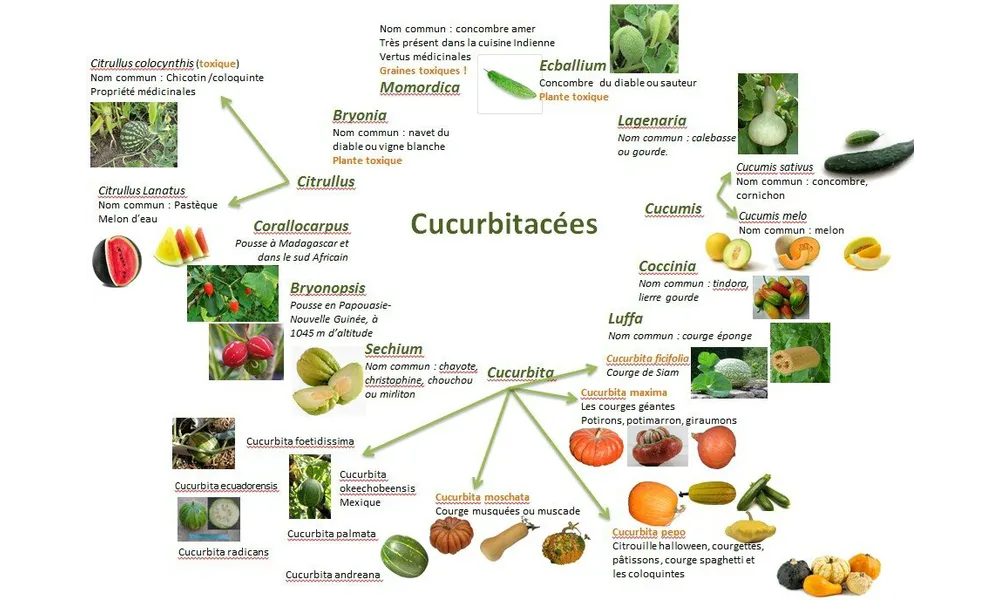 La grande famille des courges ! 