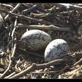 cocos de Pâques dans les vignes !