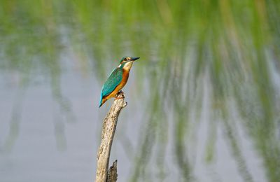 Du martin pêcheurs espagnol.