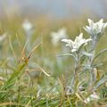 Edelweiss, une merveille de l'évolution sur les hauts plateaux