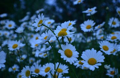 MARGUERITES