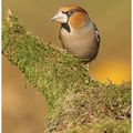 Grosbec casse-noyaux : Coccothraustes coccothraustes