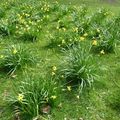 Jonquilles à Londres