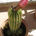 La floraison du cactus  