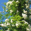 Orléans et ses roses anciennes : 'Beauté Orléanaise', un grimpant recouvert de roses blanches, obtenu par Turbat en 1919...