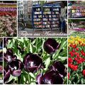 Amsterdam)].ses tulipes