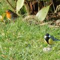 Les oiseaux dans le jardin