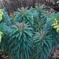Euphorbia characias subsp wulfenii
