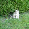 la magnifique chatte qui rode dans le jardin de mon père