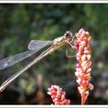 Le retour des lestes verts