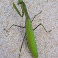 Mantis religiosa (Mante religieuse)