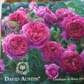 David Austin voici quelques dernières roses du