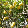 Ischia - les citrons