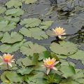 Lotus des Canaries