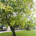 Jardin botanique de l'hôpital des armées