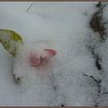 Fleurettes sous la neige.....