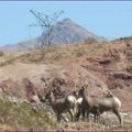 sur les routes d'Arizona