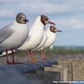 La Mouette rieuse (Chroicocephalus ridibundus)