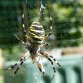 Epeire fasciée ou Argiope frelon