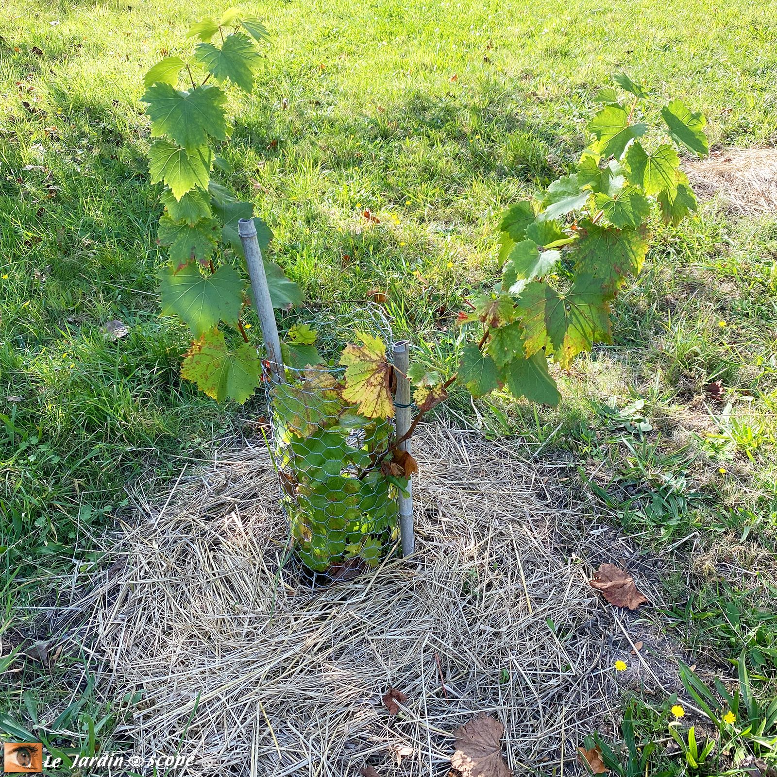 Vignes plantés depuis 6 mois