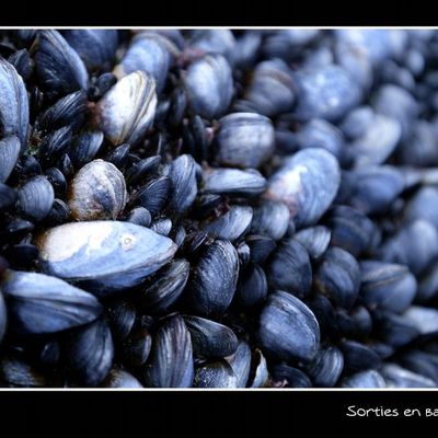 Bande de moules