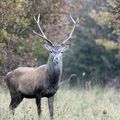 Un roi de la forêt