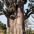 Le baobab