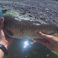 une partie de pêche de 3 heures aux chevesnes :