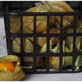 Le Physalis , amours en cage , famille des Solanaceae