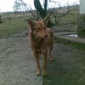 RYJIY/SIMBA (m) croisé berger, 2 ans (Roumanie)