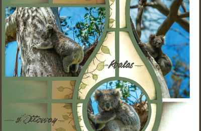 Koalas d'Ottoway - 01