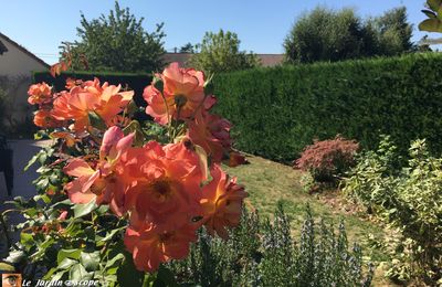 Mon jardin dans la chaleur du mois d'août.... 