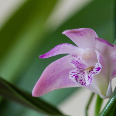 Dendrobium kingianum