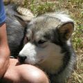 chien de traineau (husky de sibérie)