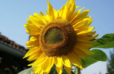 Tournesol