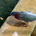 البلشون الأخضر: طائر  مدهش يصطاد السمك بطُعم مثلنا 
