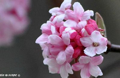 Un arbuste qui se couvre de fleurs parfumées tout l'hiver...
