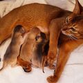 Les chatons abyssins d'Abystyle