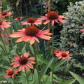 Des Échinacées aux grosses fleurs de marguerites...