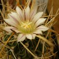 stenocactus crispatus