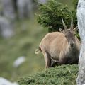 Etagne - capra ibex