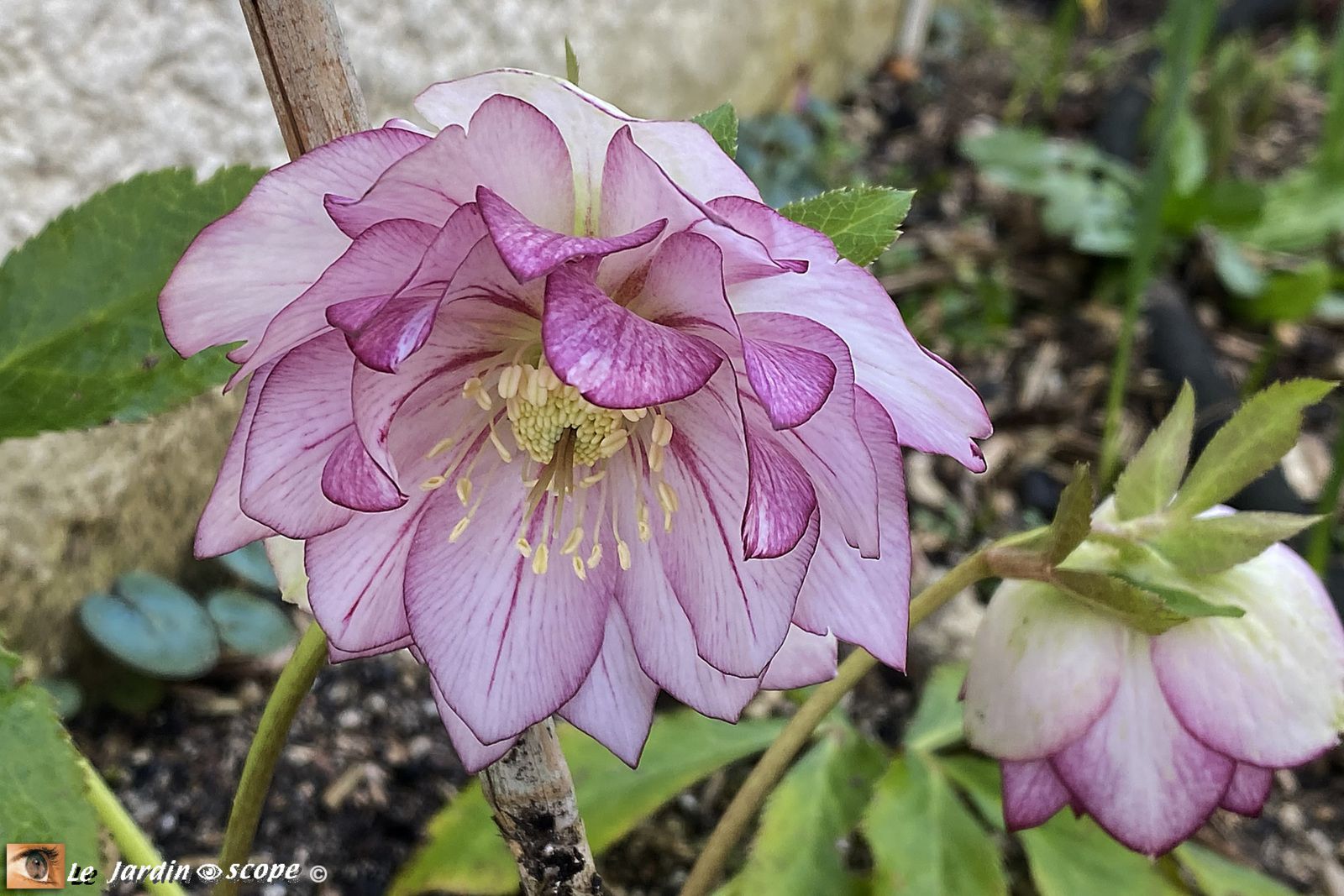 Hellébore hybride • Helleborus hybridus