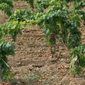 Climatologie du millésime 2016 à Bordeaux