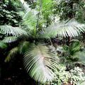 22 novembre 2013 : Port Douglas Zoo / Gorges de Mosman / Forêt pluviale de Cap Tribulation (suite)