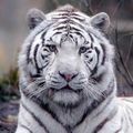 Le tigre blanc