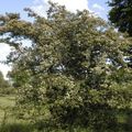 CRATAEGUS laevigata