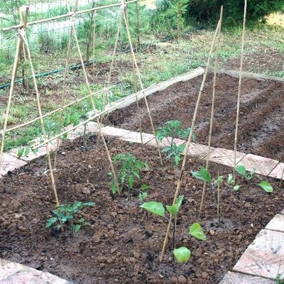 De la pluie dans mon potager!