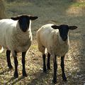 les brebis ecossaises ou symboles dutravail des etrangers en france et davantage...