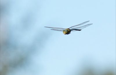 Le vol de l'empereur